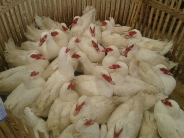 福州海峽農(nóng)副產(chǎn)品物流中心 家禽批發(fā)市場的繁榮與農(nóng)副產(chǎn)品的流通樞紐